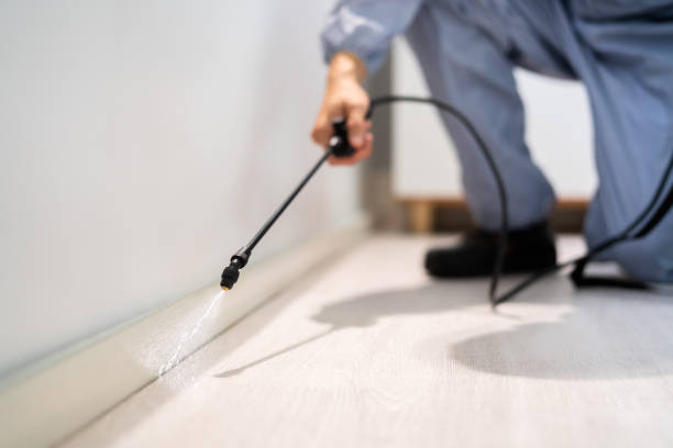 Licensed Wasp Control service in Pueblo West, CO - Nex Pest Control