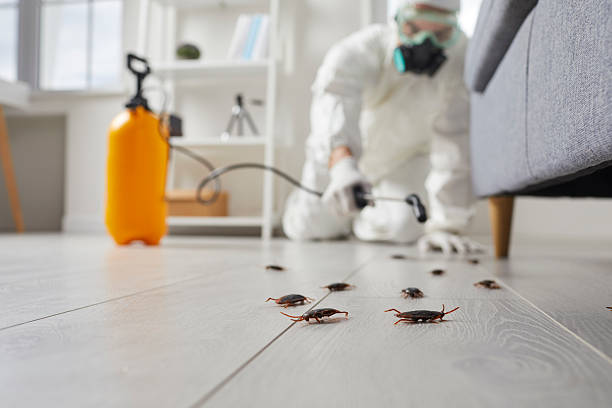 Trusted Cockroach Control service in Pueblo West, CO - Nex Pest Control